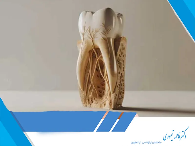 آیا ارتودنسی باعث تحلیل استخوان می‌شود؟