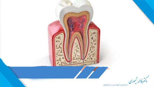 نقش و وظیفه عصب دندان